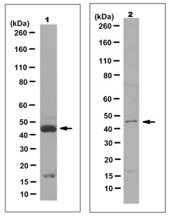 MilliporeSigma Mouse anti-Pax-2, Clone: 4C2.2, 200&mu;L:Antibodies, Monoclonal